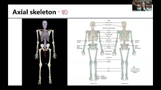 MSK1 Axial amp Appendicular Skeletons [upl. by Eenel948]