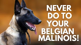 5 Things You Must Never Do to Your Belgian Malinois [upl. by Kcaz]