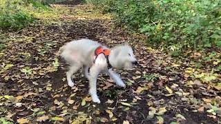 Bedlington Whippet Shake [upl. by Naj]