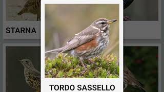 Tordo Sassello RICHIAMO [upl. by Seana]