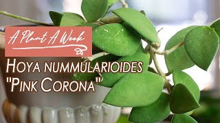 Hoya nummularioides quotPink Coronaquot Care  A Plant A Week [upl. by Leksehc23]