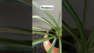 Pandanus PlantScrew Pine ornamentalplant lookingbeautiful Rajshreecreation2024 [upl. by Troxell]