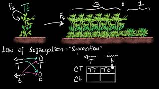 Dominance amp segregation laws  Heredity amp Evolution  Biology  Khan Academy [upl. by Colyer207]