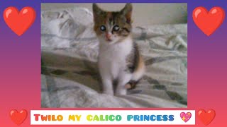 Calico kitten ❤️😺❤️ [upl. by Cleon]