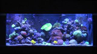 Mr Saltwater Tanks 225 Gallon VIP Tank 1 Year Update [upl. by Joaquin613]