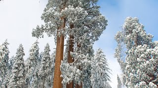 Beautiful Peaceful music Relaxing Soothing Instrumental music 4K quot Sequoia Snowfallquot by Tim Janis [upl. by Noam]