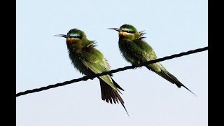 Bluecheeked beeeater  Merops persicus  Πράσινος Μελισσοφάγος  Cyprus  Oroklini 2532018 [upl. by Shwalb]