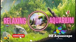 Relaxing Aquarium Vidéo [upl. by Caspar]