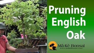 75 Summer Pruning of English Oak Quercus robur European Bonsai Trees for Beginners [upl. by Klinger]