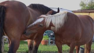 Kaltblüter Fellpflege  Draft horse grooming [upl. by Twitt966]