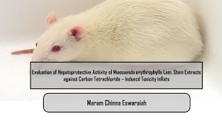 Evaluation of Hepatoprotective Activity of Mussaenda erythrophylla Lam Stem Extracts against Carbon [upl. by Einnel]