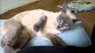 Smee the Tonkinese Cats First Day Home [upl. by Abih598]