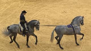 Het pure Spaanse Paarden ras in Show [upl. by Colombi]