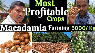 Macadamia farming Most profitable farming 5000 kg  macadamia macadamiafarming [upl. by Christoforo]