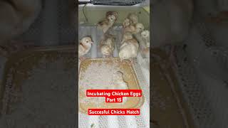 Incubating Chicken Eggs Part 15  Successful Chicks Hatch [upl. by Vanda]