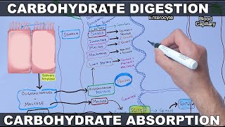 Digestion and Absorption of Carbohydrates [upl. by Millard399]