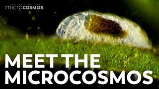 Meet the Microcosmos [upl. by Eudosia]