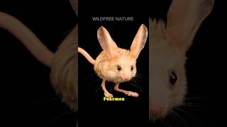 Jerboa  The Real Life Pokemon shorts animals animal animalfacts [upl. by Elleirbag]