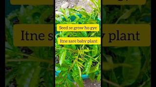 Tecoma plant 🌱seed se grow kiya 😋 plant houseplant [upl. by Airdnua702]