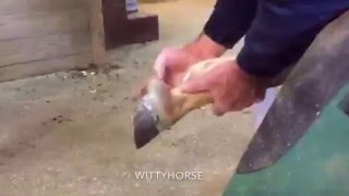 Trimming a Horses Hoof with Bart Cissell [upl. by Elleraj265]