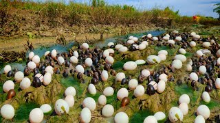 OMG amazing catch a lot of snails and eggs duck on the moss at field near the road by best hand [upl. by Ahsieym]