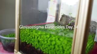 Glossostigma Elatinoides Project Pt 5 [upl. by Yseulta164]