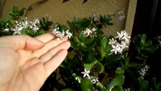 How to get your Jade plant  Money plant to flower Crassula ovata [upl. by Ethbin565]