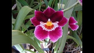 MULTIPLICAÇÃO DE ORQUÍDEA MILTONIA OU AMOR PERFEITO [upl. by Averi]