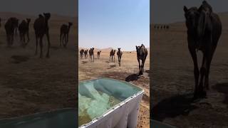 Masha Allah 💝 Camel 🐫 Drinking 🚰 Water 💦 In Desert 🏜️ allah camel shorts [upl. by Ainaznat219]