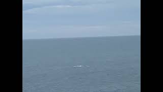 Close up of huge whale breach at Bermagui fishing whales [upl. by Ruggiero]