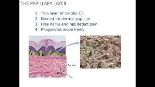 The Dermis 24 [upl. by Keele]