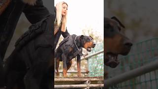 Top 4 dangerous dog breed😡shorts rottweiler doberman pitbull dog americanbully minidoberman [upl. by Erdnaet]