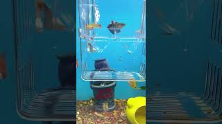 Fish breeder box super cool kit sale guppies Mollies platy live fry baby fishtank [upl. by Pilif552]