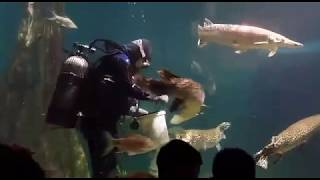 Arapaima Aquaria KLCC Feeding Time See how they feed the arapaima [upl. by Noelopan]