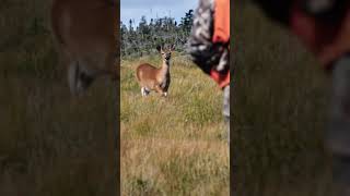 Great technique for spot and stalk deer on Anticosti Island hunting [upl. by Anyat815]