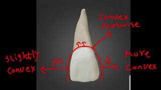 upper central amp lateral incisors quot important revision quot [upl. by Alyhc]