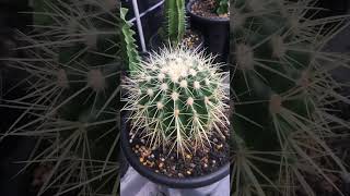 Echinocactus Grusonii The Golden Barrel Cactus [upl. by Legin502]