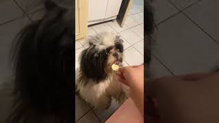 Bler shih tzu ￼comendo batata chips [upl. by Akeemahs]