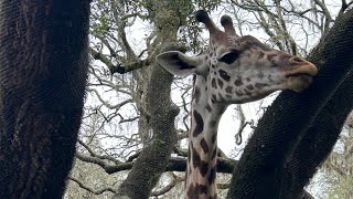 Kilimanjaro Safaris  Disney’s Animal Kingdom  Full Ride POV [upl. by Odnanreh]