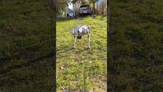 Robot dog🔥robot dog robodog [upl. by Annmarie]