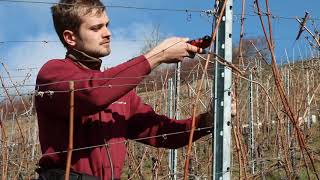 Rebschnitt und Anbinden bei Baumgartner Weinbau [upl. by Clite]