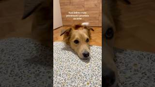 Tvoj prostor je moj prostor dogshorts dogowner dogs love funnyvideo humor funny pets [upl. by Clippard106]