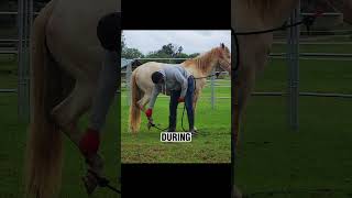 How To Train Horses  Horse Training  Horse Riding  Beaautiful Horse horse horseriding training [upl. by Hartmunn]