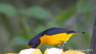 Violaceous Euphonias  Euphonia violacea [upl. by Nere]