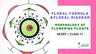 Floral Formula  Morphology of Flowering Plants  One Stop Biology  NCERT  Class 11 [upl. by Higinbotham]