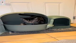 Why do we love our makesure cat litter box MAX  cat unboxing reviewshorts [upl. by Nora]