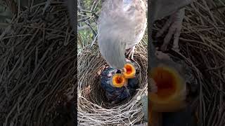 Wild babbler bird babies P 4 shortvideo viralvideo [upl. by Treblig]