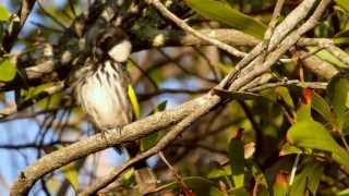 Whitecheeked Honeyeater Phylidonyris niger or Phylidonyris nigra  WeißohrHonigfresser [upl. by Isidor]