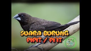 Suara Burung Pipit Untuk Pikat [upl. by Lyret]