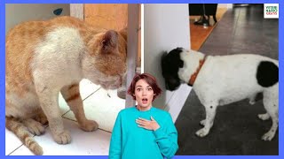 🆘 EL TEMIDO HEAD PRESSING EN PERROS Y GATOS 🆘 [upl. by Hynda]